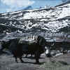 Himalaya_Khumbu_Gokyo_6.jpg (166673 bytes)