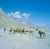 Ladakh_Shyok-Nubra_7.jpg (56992 bytes)