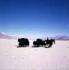 Tibet_Garyacsa.jpg (81514 bytes)