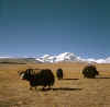 Tibet_ShishaPangma_8.jpg (94887 bytes)