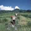 LapchiKang.BhoteKosiBahrabise2.jpg (67508 bytes)