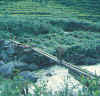 Lapchikang_Samling_Khola_Brcke.jpg (74325 bytes)