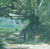 Nepal_Changu_Narayan1.jpg (114037 bytes)
