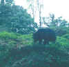 Sikkim.Yuksom-Bakhim.2.jpg (117140 bytes)