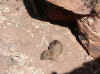 Namibia-Otjozondjupa.Waterberg.Dassie_1.jpg (94021 bytes)