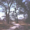 Namibia.Caprivi.Bukalo1.jpg (37404 bytes)
