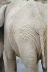 Namibia.Etosha.Elephant1_1.jpg (26545 bytes)