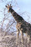 Namibia.Etosha.Giraffe_1.jpg (85023 bytes)