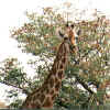 Namibia.Etosha.Giraffe_2.jpg (61651 bytes)