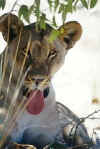 Namibia.Etosha.Lion1_2001.jpg (24286 bytes)