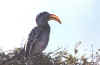 Namibia.Etosha.Nashornvogel.jpg (45814 bytes)