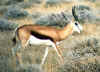 Namibia.Etosha.Springbock_1.jpg (55550 bytes)