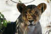 Namibia.Etosha,Lion2_2001.jpg (22696 bytes)