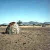 Namibia.KaokoMarienfluss2.jpg (60577 bytes)