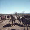 Namibia.KaokoOtjitanda6.jpg (59268 bytes)