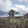 Namibia.Kavango.Kaisosi1.jpg (62194 bytes)