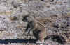 Namibia.Manguste.jpg (76849 bytes)