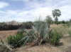 Namibia.Owambo.Ohangwena.Omundudu_3.jpg (105197 bytes)