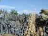 Namibia.Owambo.Omusati.Okahao_4.jpg (100378 bytes)