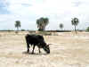 Namibia.Owambo.Oshana.Uukwiyo.jpg (112360 bytes)