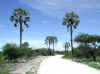Namibia.Owambo.Oshikoto.LaRochelle_1.jpg (78067 bytes)
