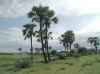 Namibia.Owambo.Oshikoto.Omandongo_1.jpg (70264 bytes)