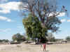Namibia_Caprivi_Chinchimane_1.JPG (109942 bytes)