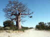 Namibia_Caprivi_DR3507_1.JPG (96200 bytes)