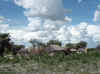 Namibia_Caprivi_DR3509_4.JPG (84731 bytes)