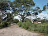 Namibia_Caprivi_Ikumwe_1.JPG (132346 bytes)