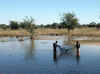 Namibia_Caprivi_Kalembesa_1.JPG (72687 bytes)