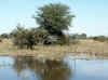 Namibia_Caprivi_Kalembesa_2.JPG (87196 bytes)