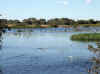 Namibia_Caprivi_Kalembesa_7.JPG (82647 bytes)