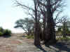 Namibia_Caprivi_Liambezi_1.JPG (110040 bytes)