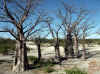 Namibia_Caprivi_Liambezi_2.JPG (136663 bytes)