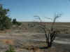 Namibia_Caprivi_Liambezi_3.JPG (82964 bytes)