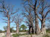 Namibia_Caprivi_Liambezi_4.JPG (142808 bytes)