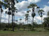 Namibia_Caprivi_Lusese_1.JPG (98234 bytes)