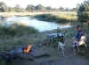 Namibia_Caprivi_Mamili-Reserve_11.JPG (107833 bytes)