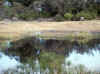 Namibia_Caprivi_Mamili-Reserve_13.JPG (71291 bytes)