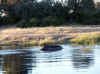 Namibia_Caprivi_Mamili-Reserve_16.JPG (98945 bytes)