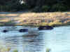 Namibia_Caprivi_Mamili-Reserve_17.JPG (110536 bytes)