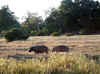 Namibia_Caprivi_Mamili-Reserve_18.JPG (105049 bytes)
