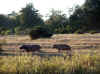 Namibia_Caprivi_Mamili-Reserve_19.JPG (105626 bytes)