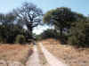 Namibia_Caprivi_Mamili-Reserve_1.JPG (121288 bytes)