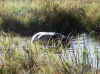 Namibia_Caprivi_Mamili-Reserve_22.JPG (152919 bytes)