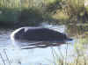 Namibia_Caprivi_Mamili-Reserve_25.JPG (107669 bytes)