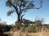 Namibia_Caprivi_Mamili-Reserve_29.JPG (110186 bytes)
