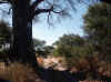 Namibia_Caprivi_Mamili-Reserve_2.JPG (110021 bytes)