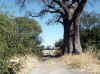 Namibia_Caprivi_Mamili-Reserve_3.JPG (135723 bytes)